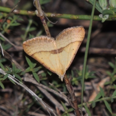 Anachloris subochraria (Golden Grass Carpet (Ennominae)) at Paddys River, ACT - 26 Feb 2015 by MichaelBedingfield