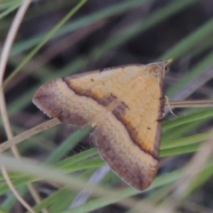 Anachloris subochraria (Golden Grass Carpet (Ennominae)) at Paddys River, ACT - 12 Mar 2015 by MichaelBedingfield
