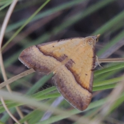 Anachloris subochraria (Golden Grass Carpet) at Paddys River, ACT - 12 Mar 2015 by michaelb
