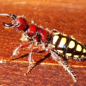 Catocheilus sp. (genus) at Barragga Bay, NSW - 26 Nov 2017