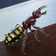 Catocheilus sp. (genus) at Barragga Bay, NSW - 26 Nov 2017