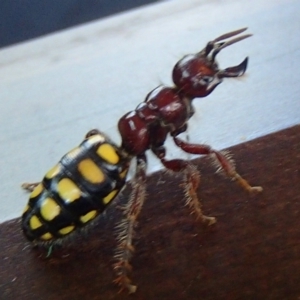 Catocheilus sp. (genus) at Barragga Bay, NSW - 26 Nov 2017