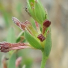 Pimelea curviflora (Curved Rice-flower) at Jerrabomberra, ACT - 10 Nov 2017 by Mike