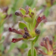 Pimelea curviflora at Isaacs Ridge Offset Area - 10 Nov 2017