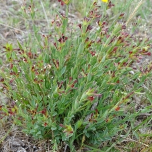 Pimelea curviflora at Isaacs Ridge Offset Area - 10 Nov 2017