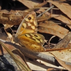 Geitoneura klugii (Marbled Xenica) at Tidbinbilla Nature Reserve - 10 Mar 2017 by RodDeb