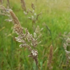 Holcus lanatus (Yorkshire Fog) at Isaacs Ridge Offset Area - 26 Nov 2017 by Mike