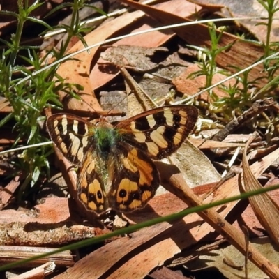 Argynnina cyrila (Forest brown, Cyril's brown) at Tidbinbilla Nature Reserve - 22 Nov 2017 by RodDeb