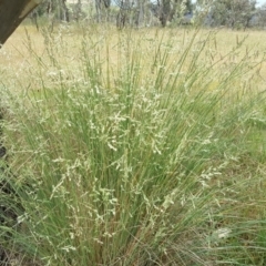 Poa labillardierei (Common Tussock Grass, River Tussock Grass) at Isaacs Ridge Offset Area - 26 Nov 2017 by Mike