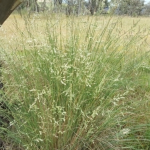 Poa labillardierei at Isaacs Ridge Offset Area - 26 Nov 2017 11:45 AM