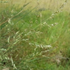 Poa labillardierei at Isaacs Ridge Offset Area - 26 Nov 2017 11:45 AM