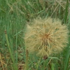 Tragopogon porrifolius subsp. porrifolius (Salsify, Oyster Plant) at Jerrabomberra, ACT - 26 Nov 2017 by Mike