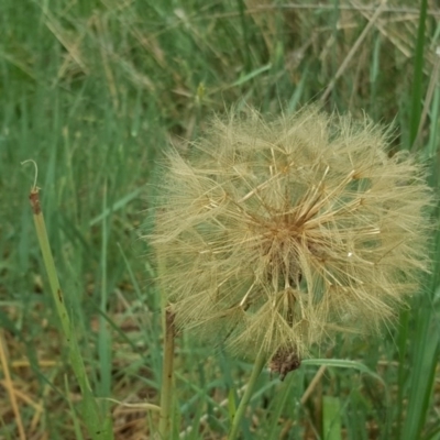 Tragopogon porrifolius subsp. porrifolius (Salsify, Oyster Plant) at Isaacs Ridge Offset Area - 26 Nov 2017 by Mike