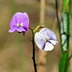 Glycine clandestina (Twining Glycine) at Tidbinbilla Nature Reserve - 21 Nov 2017 by RodDeb