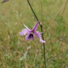 Arthropodium fimbriatum (Nodding Chocolate Lily) at Isaacs Ridge and Nearby - 26 Nov 2017 by Mike