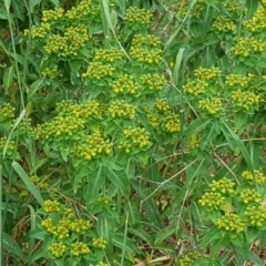 Euphorbia oblongata (Egg-leaf Spurge) at Jerrabomberra, ACT - 26 Nov 2017 by Mike