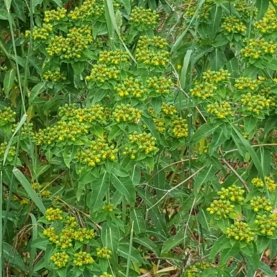 Euphorbia oblongata (Egg-leaf Spurge) at Jerrabomberra, ACT - 26 Nov 2017 by Mike