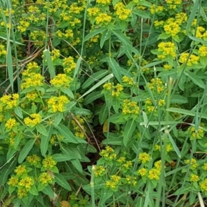 Euphorbia oblongata at Isaacs Ridge Offset Area - 26 Nov 2017 12:16 PM