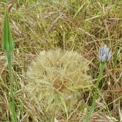 Tragopogon porrifolius subsp. porrifolius (Salsify, Oyster Plant) at Jerrabomberra, ACT - 26 Nov 2017 by Mike