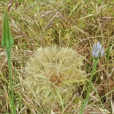 Tragopogon porrifolius subsp. porrifolius (Salsify, Oyster Plant) at Isaacs Ridge and Nearby - 26 Nov 2017 by Mike