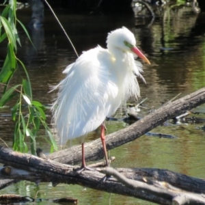 Ardea plumifera at Fyshwick, ACT - 14 Jan 2017