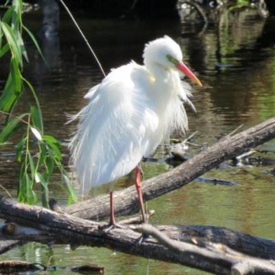 Ardea plumifera (Plumed Egret) at Fyshwick, ACT - 13 Jan 2017 by RodDeb