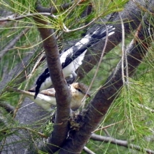 Lalage tricolor at Fyshwick, ACT - 13 Nov 2017 12:24 PM