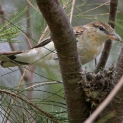 Lalage tricolor at Fyshwick, ACT - 13 Nov 2017