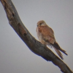 Falco cenchroides (Nankeen Kestrel) at Wandiyali-Environa Conservation Area - 25 Nov 2017 by Wandiyali