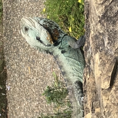 Intellagama lesueurii howittii (Gippsland Water Dragon) at ANBG - 26 Nov 2017 by AaronClausen