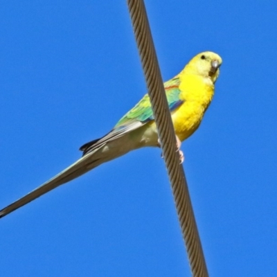 Neophema pulchella (Turquoise Parrot) at Fyshwick, ACT - 21 May 2017 by RodDeb