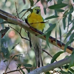 Neophema pulchella at Fyshwick, ACT - 21 May 2017