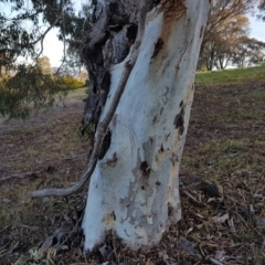 Eucalyptus mannifera (Brittle Gum) at Mount Rogers - 18 Sep 2017 by GriffinWilliamson