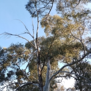 Eucalyptus mannifera at Spence, ACT - 18 Sep 2017
