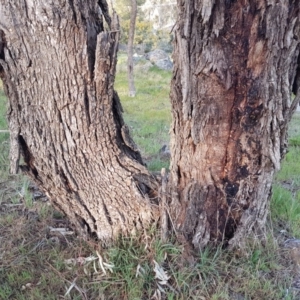 Eucalyptus bridgesiana at Mount Rogers - 18 Sep 2017