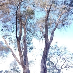 Eucalyptus bridgesiana at Mount Rogers - 18 Sep 2017