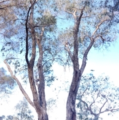 Eucalyptus bridgesiana at Spence, ACT - 18 Sep 2017