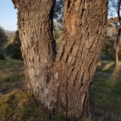 Eucalyptus bridgesiana (Apple Box) at Spence, ACT - 18 Sep 2017 by GriffinWilliamson