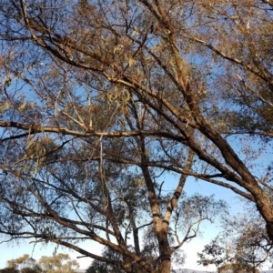 Eucalyptus bridgesiana at Mount Rogers - 18 Sep 2017 04:34 PM