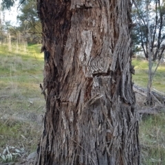 Eucalyptus melliodora (Yellow Box) at Melba, ACT - 18 Sep 2017 by GriffinWilliamson