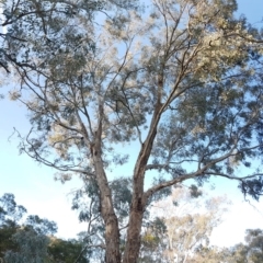 Eucalyptus melliodora at Mount Rogers - 18 Sep 2017