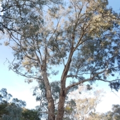 Eucalyptus melliodora at Melba, ACT - 18 Sep 2017