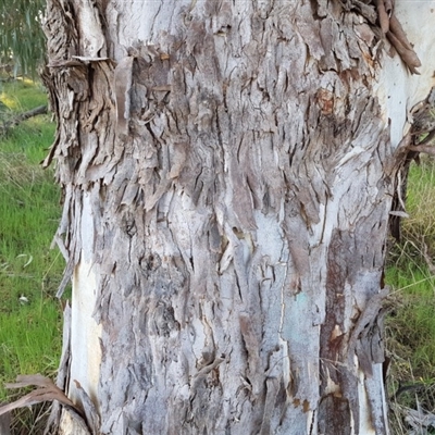 Unidentified Gum Tree at Mount Rogers - 18 Sep 2017 by GriffinWilliamson