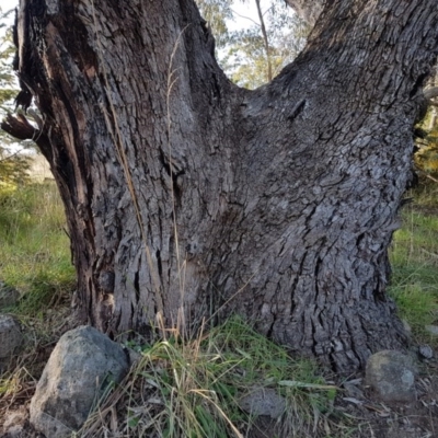Eucalyptus bridgesiana (Apple Box) at Mount Rogers - 18 Sep 2017 by GriffinWilliamson