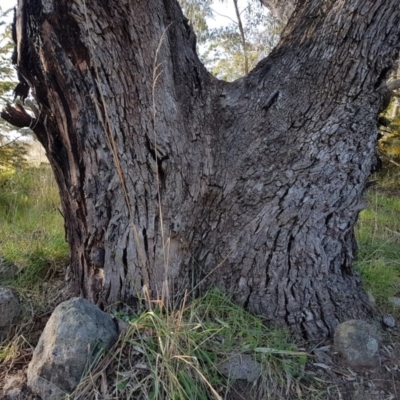 Eucalyptus bridgesiana (Apple Box) at Melba, ACT - 18 Sep 2017 by Griffin_Williamson