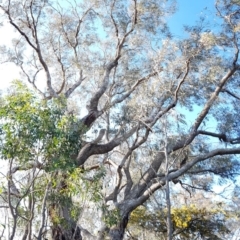 Eucalyptus bridgesiana at Melba, ACT - 18 Sep 2017