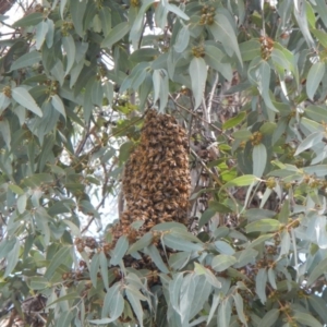 Apis mellifera at Weetangera, ACT - 29 Oct 2017 12:14 PM