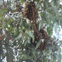 Apis mellifera at Weetangera, ACT - 29 Oct 2017 12:14 PM