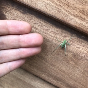 Phaneropterinae (subfamily) at Bungendore, NSW - 26 Nov 2017