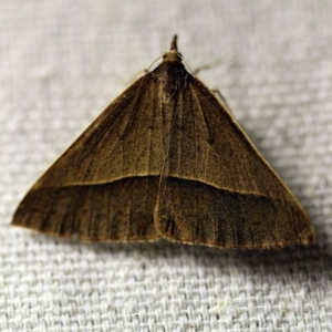 Epidesmia chilonaria at O'Connor, ACT - 24 Nov 2017